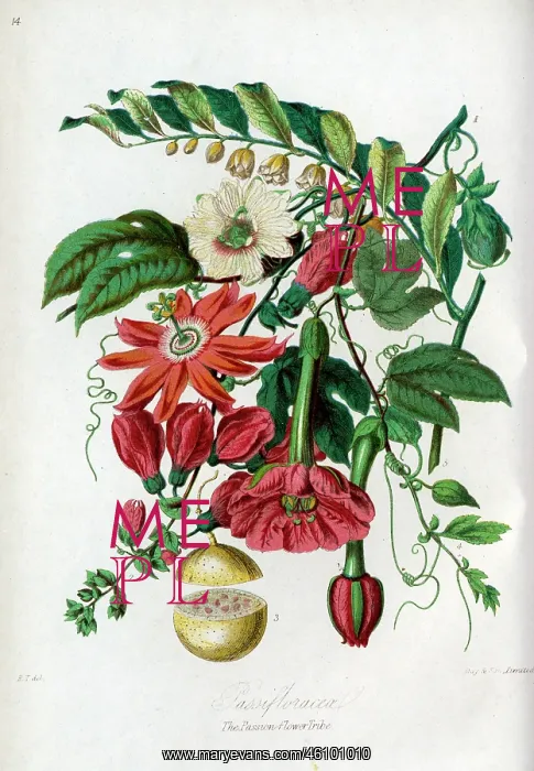 : Passifloraceae - Passion-Flower : Passifloraceae - Passion-Flower