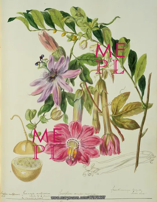 : Passifloreae : Passifloreae