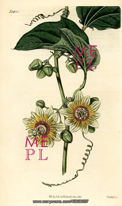 : Passion flower, Passiflora holosericea : Passion flower, Passiflora holosericea