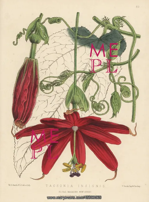 : Passion flower, Passiflora insignis : Passion flower, Passiflora insignis