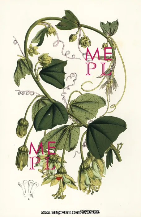 : Passion flower, Passiflora penduliflora : Passion flower, Passiflora penduliflora
