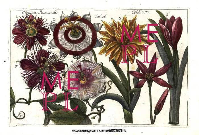 : Passion fruit or granadilla and meadow saffron : Passion fruit or granadilla and meadow saffron