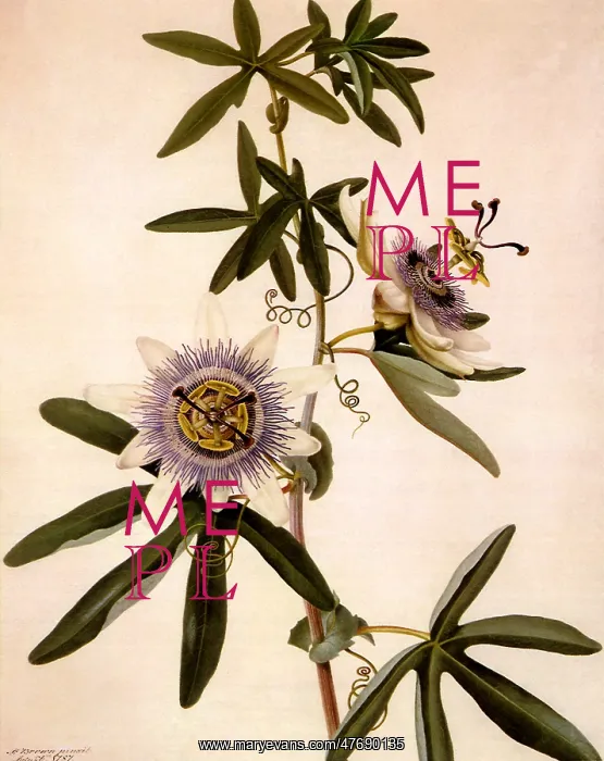  : Passionflower