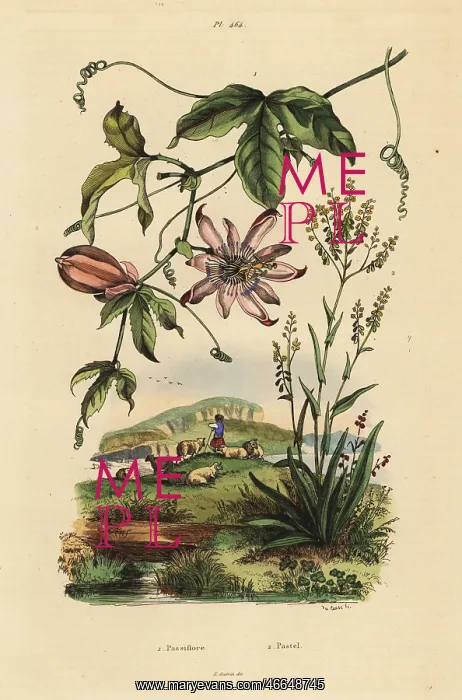 : Passionflower and dyer's woad : Passionflower and dyer's woad