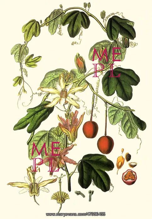: Passionflower, Murucuja baueri : Passionflower, Murucuja baueri