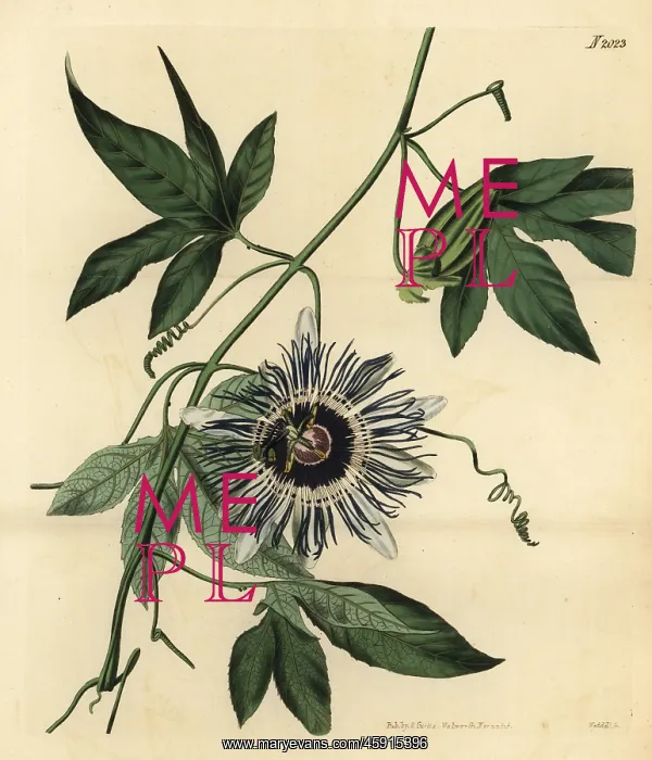 : Passionflower, Passiflora filamentosa : Passionflower, Passiflora filamentosa