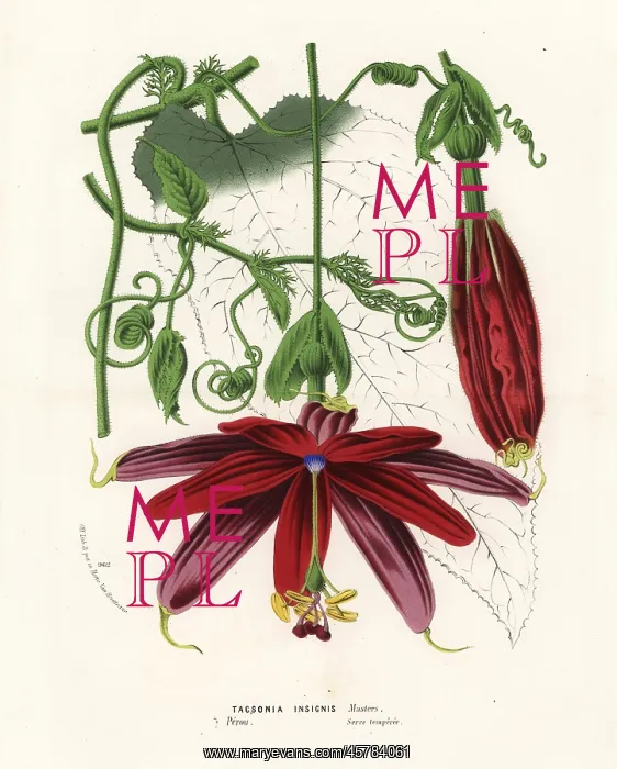 : Passionflower, Passiflora insignis : Passionflower, Passiflora insignis