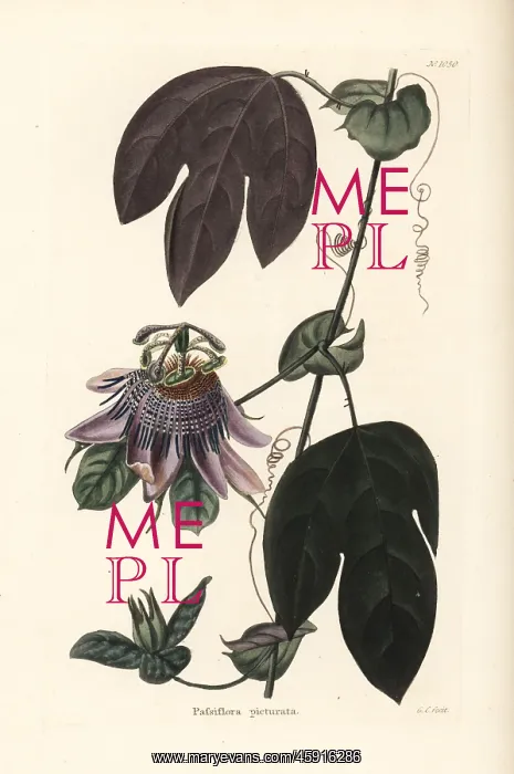 : Passionflower, Passiflora picturata : Passionflower, Passiflora picturata