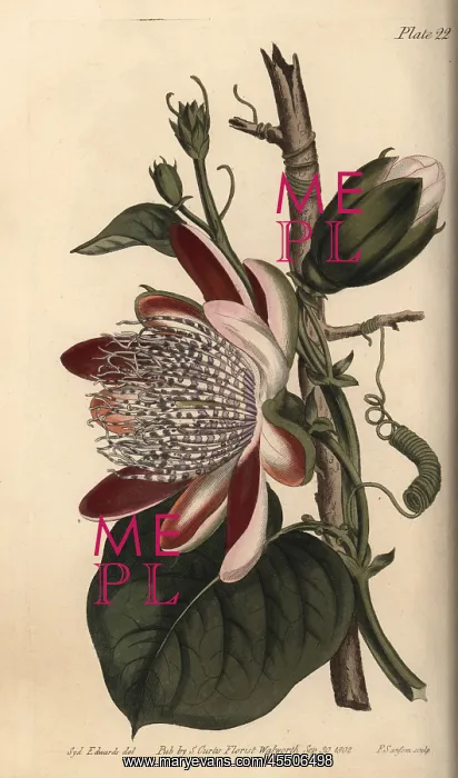 : Passionflower, Passiflora species : Passionflower, Passiflora species