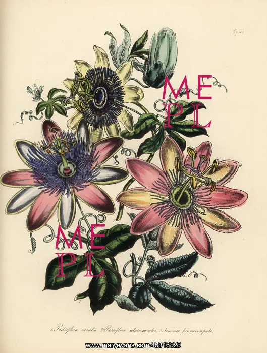 : Passionflower species : Passionflower species