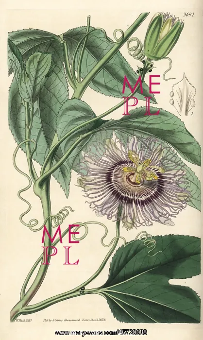  : Passionfruit, Passiflora edulis