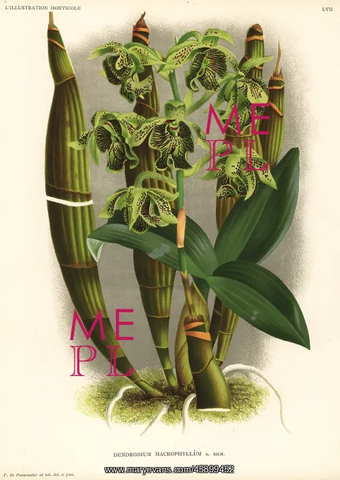: Pastor's orchid, Dendrobium macrophyllum : Pastor's orchid, Dendrobium macrophyllum