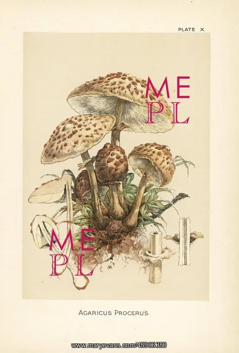 : Pasture mushroom, Macrolepiota procera : Pasture mushroom, Macrolepiota procera