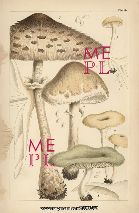: Pasture mushrooms, fragrant funnel, and aniseed toadstool : Pasture mushrooms, fragrant funnel, and aniseed toadstool