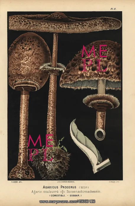 : Pasture or parasol mushroom, Agaricus procerus, edible : Pasture or parasol mushroom, Agaricus procerus, edible