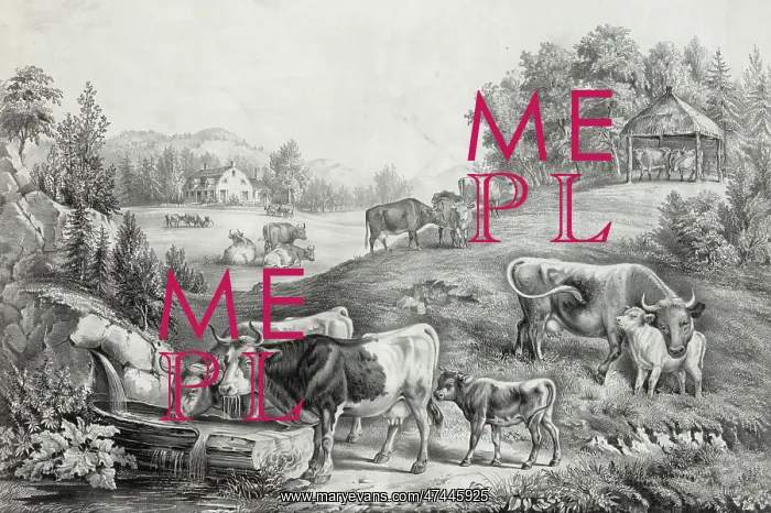 : The pasture in summer: the drinking trough : The pasture in summer: the drinking trough