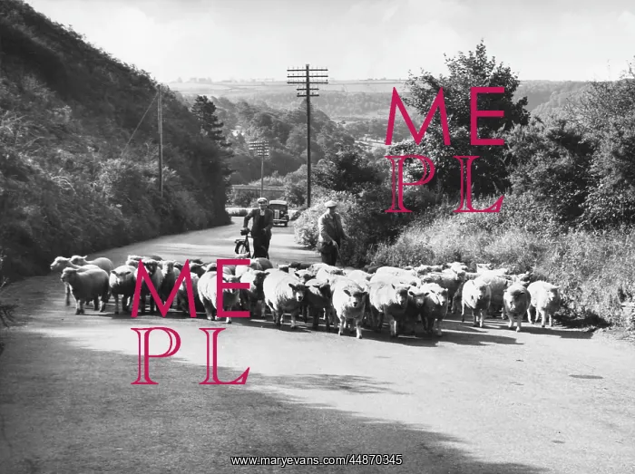 : TO PASTURES ANEW / SHEEP : TO PASTURES ANEW / SHEEP