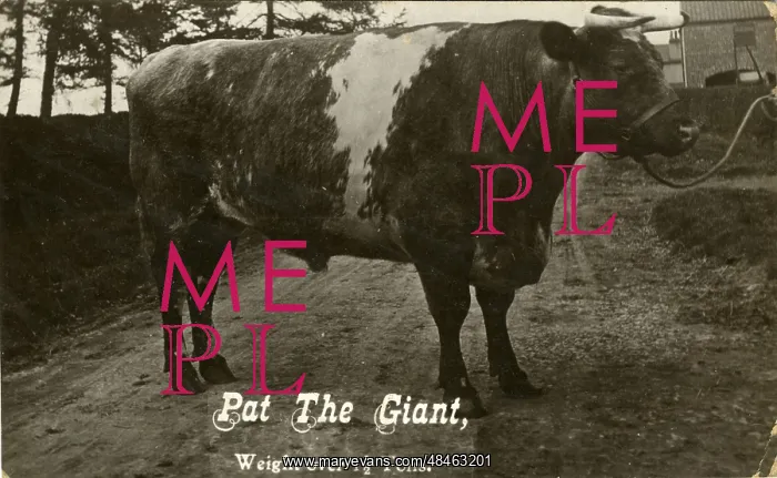 : Pat the Giant Prize Winning Bull (over one and a half tons) : Pat the Giant Prize Winning Bull (over one and a half tons)