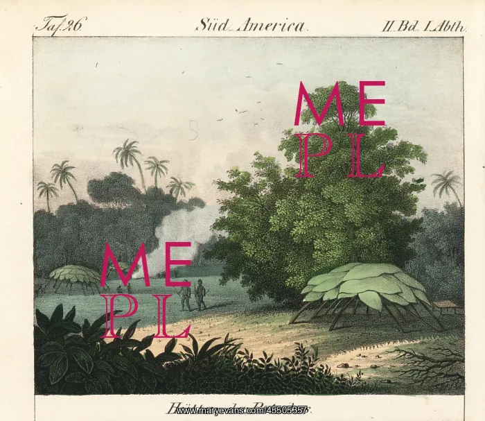 : Patachos huts built of large palm leaves over branches : Patachos huts built of large palm leaves over branches