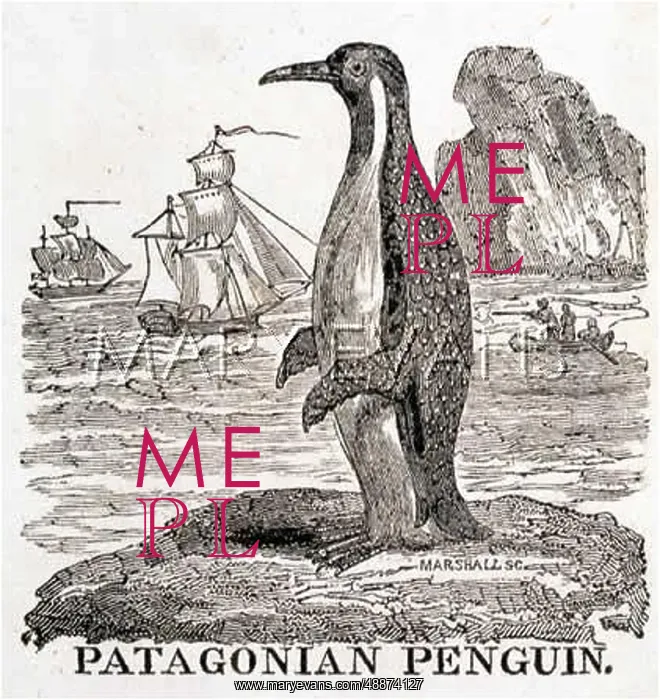  : PATAGONIAN PENGUIN