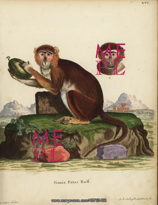 : Patas monkey, Erythrocebus patas : Patas monkey, Erythrocebus patas