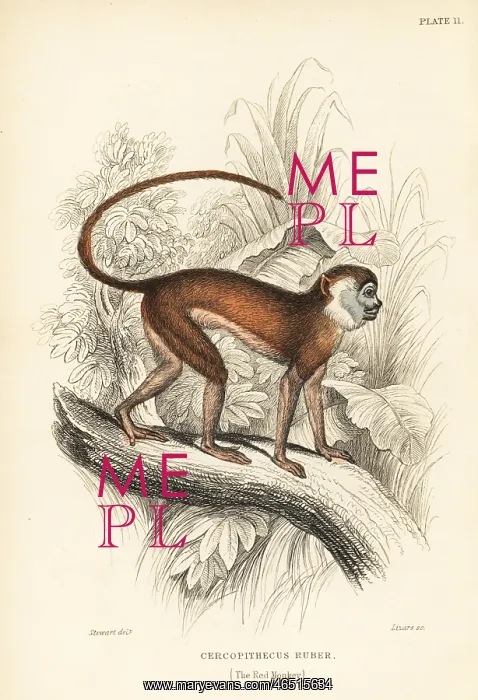 : Patas monkey, Erythrocebus patas : Patas monkey, Erythrocebus patas