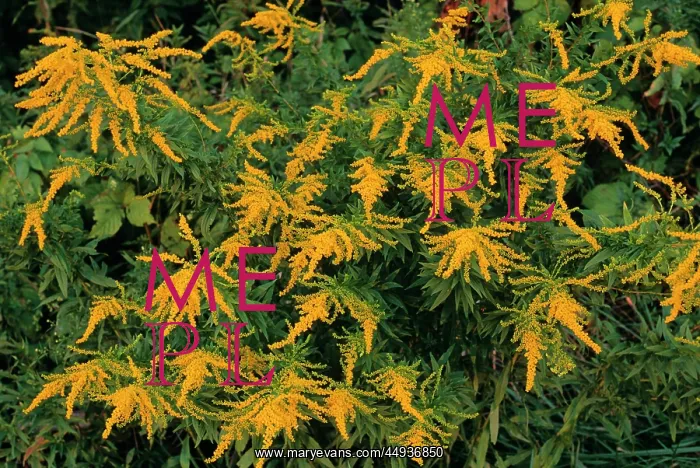  : Patch of Blooming Goldenrod