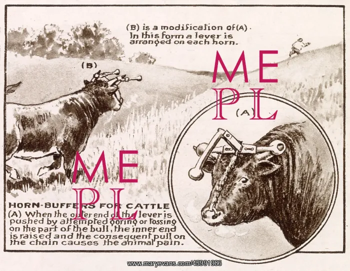 : Patent - Horn Buffers for Cattle 1921 : Patent - Horn Buffers for Cattle 1921