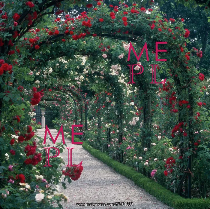 : Pathway with red & white rose covered arches : Pathway with red & white rose covered arches