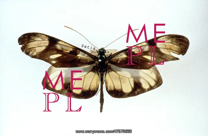 : Patia orise : Patia orise