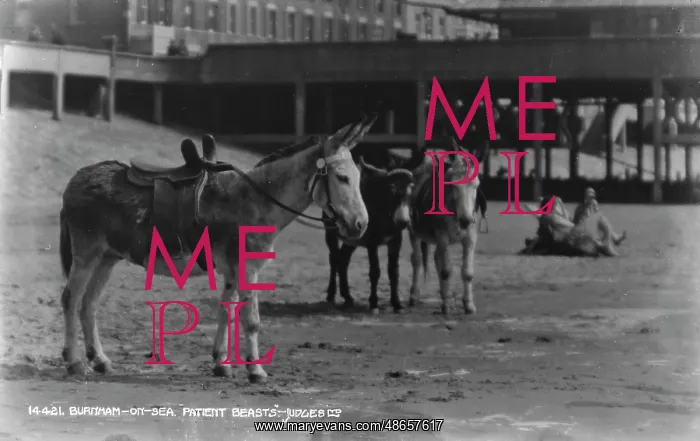 : Patient Beasts at Burnham-on-Sea : Patient Beasts at Burnham-on-Sea