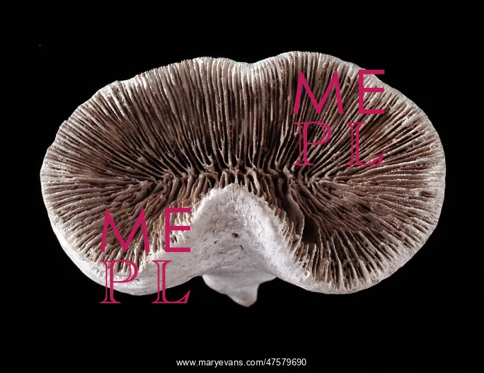 : Pattalophyllia sp. coral : Pattalophyllia sp. coral