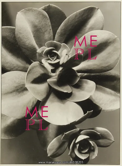 : Paul Wolff. Plant Study 'Echeverie; : Paul Wolff. Plant Study 'Echeverie;