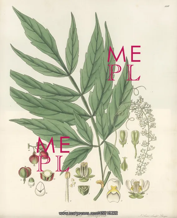 : Paullinia meliifolia : Paullinia meliifolia
