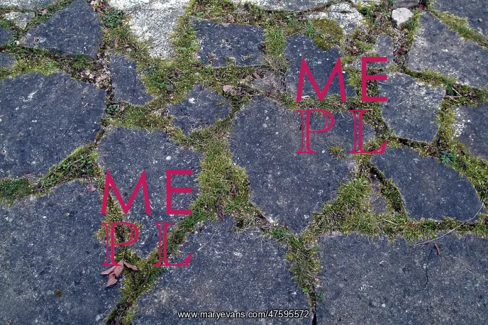 : Paving stones in the Wildlife Garden : Paving stones in the Wildlife Garden