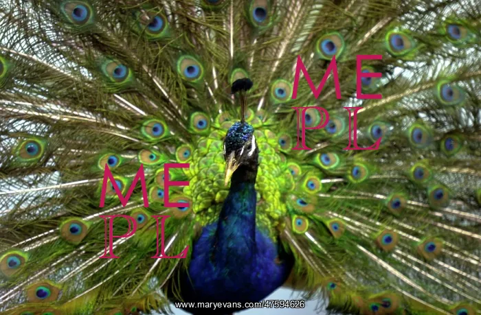 : Pavo cristalus, peacock : Pavo cristalus, peacock