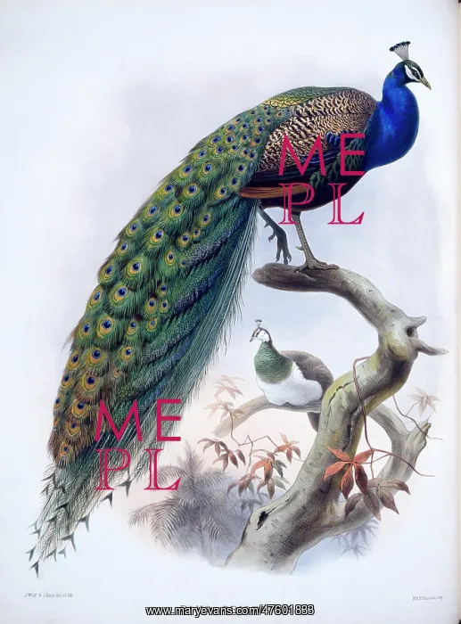 : Pavo cristatus, Indian peafowl : Pavo cristatus, Indian peafowl