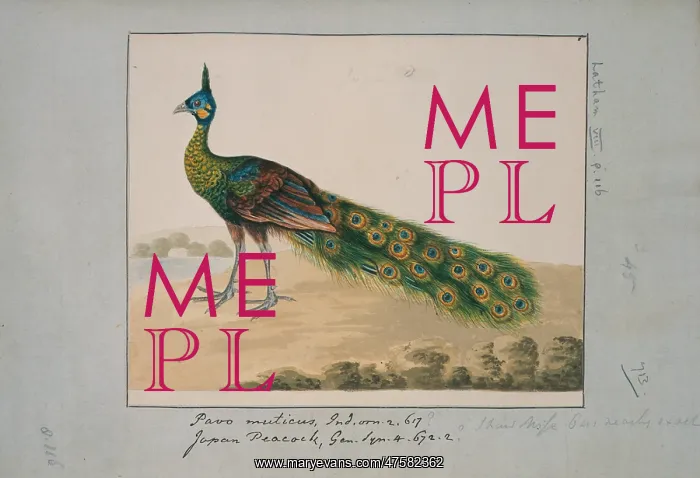 : Pavo muticus, green peafowl : Pavo muticus, green peafowl
