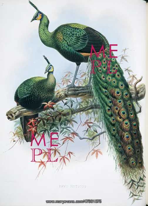 : Pavo muticus, green peafowl : Pavo muticus, green peafowl
