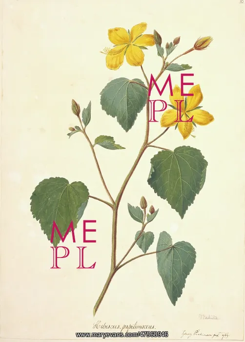: Pavonia papilionacea : Pavonia papilionacea