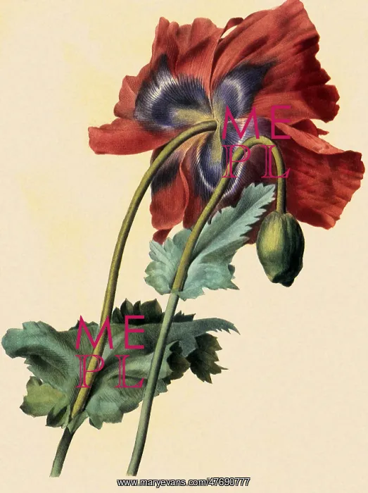 : Pavot, Papaver somniferum : Pavot, Papaver somniferum