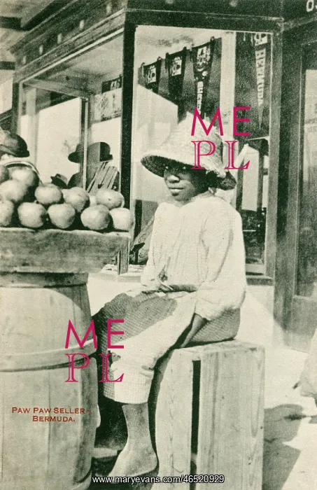  : Paw Paw Seller - Bermuda