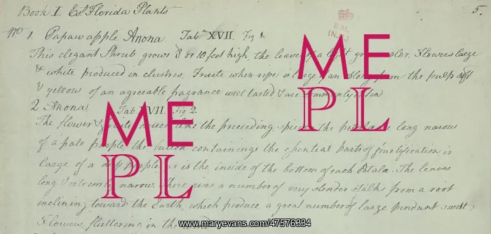  : Pawpaw Apple Manuscript