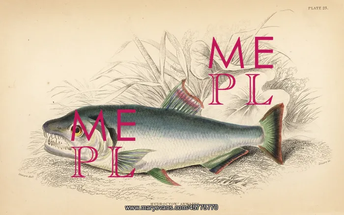 : Payara, Hydrolycus armatus : Payara, Hydrolycus armatus