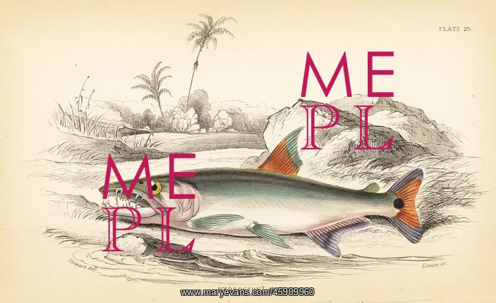 : Payara, Hydrolycus armatus : Payara, Hydrolycus armatus