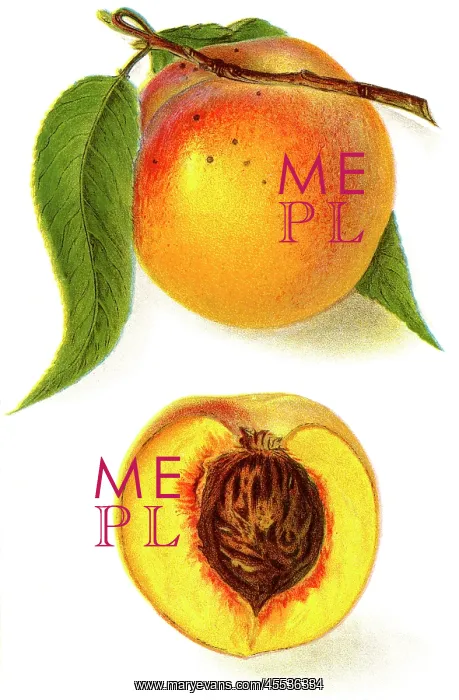 : payne peach - fruit - food : payne peach - fruit - food