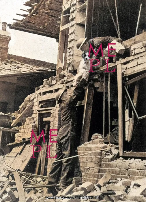 : PDSA / BOMBED ANIMALS : PDSA / BOMBED ANIMALS