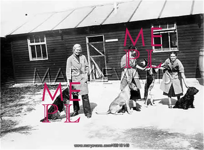 : P.D.S.A. KENNELS : P.D.S.A. KENNELS