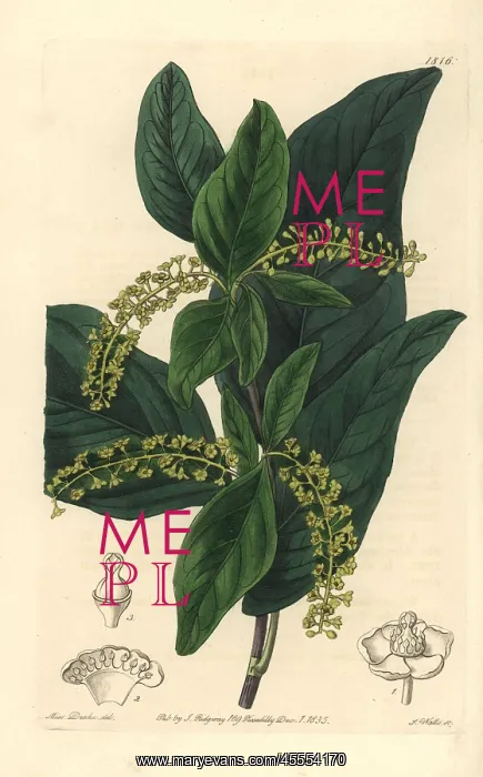 : Pea blanca, Coccoloba coronata : Pea blanca, Coccoloba coronata