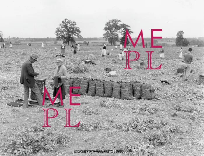 : PEA PICKERS : PEA PICKERS